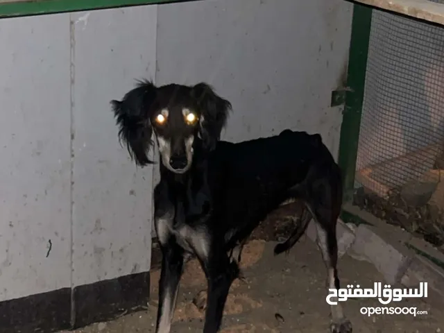كلبه سلق تواصل علا الرقم