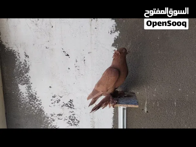 بيع حمام راعبي