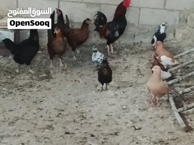 دجاج وا حمام شغال