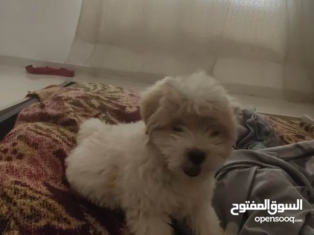 كلبة مالتيز صغير للبيع عمرها شهرين لعوبة وذكية