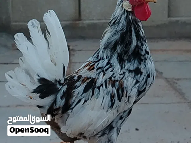 الدجاج الأفرك الكويتي