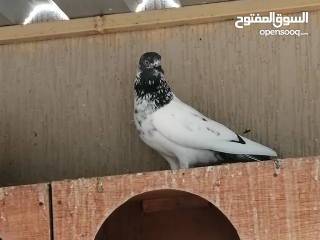 all typs of pigeons have