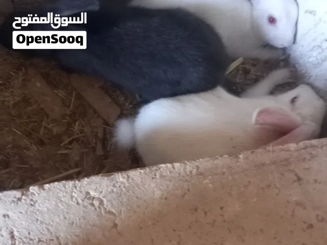 ارانب فرنسي مع واحد بندقوق بلدي ذكر /وانثايتين