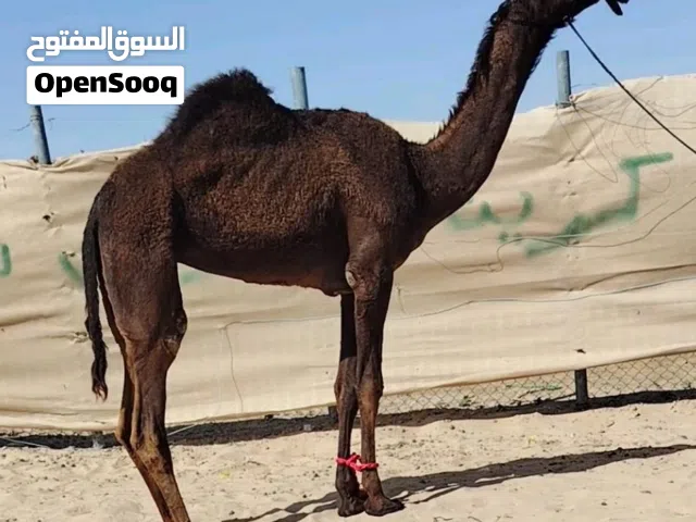كل انواع الحلال موجود ولدنا تحميل من الامارات لي و قطر بشالسعوديةكل يومي