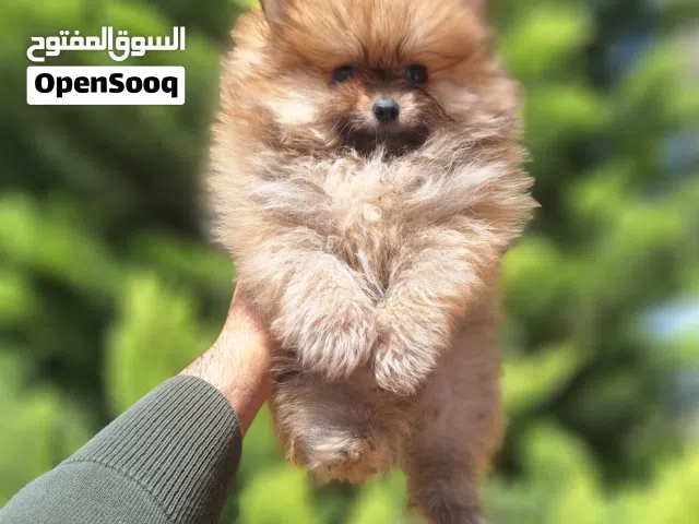 Pomeranian t_cup  بومارينيان تيكب تدي بير أصغر حجم