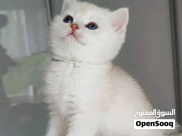 اخر قط ذكر