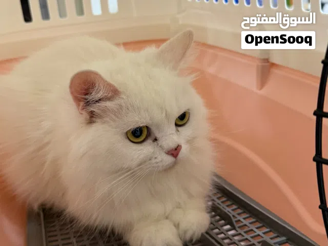 قطة شيرازية لون أبيض