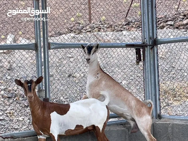شاتين صلاليات عشار الحجم الكبير