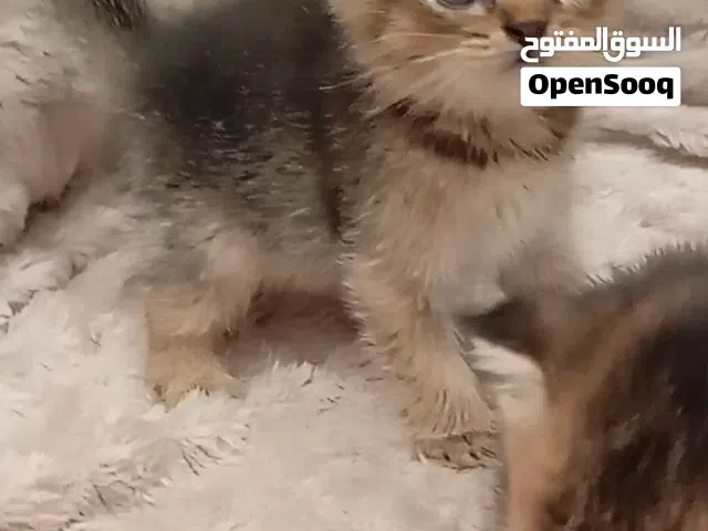 قط سكوش ستريت ny25