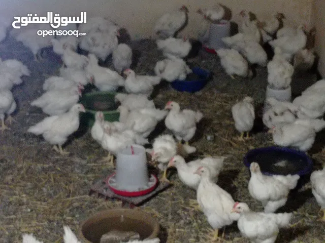 دجاج اللحم