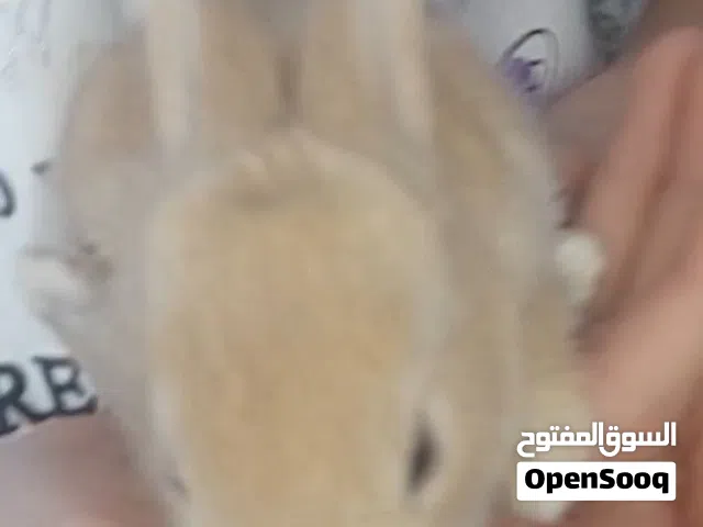 أرانب للبيع