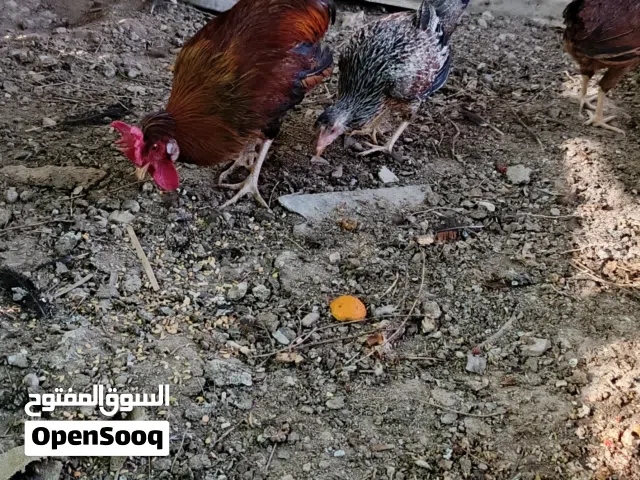 دجاج عرب للبيع