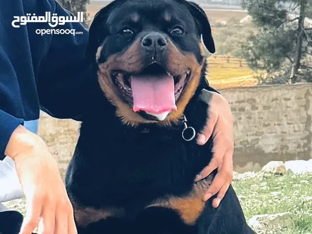 كلب رت مشالله مو ناقصه شي