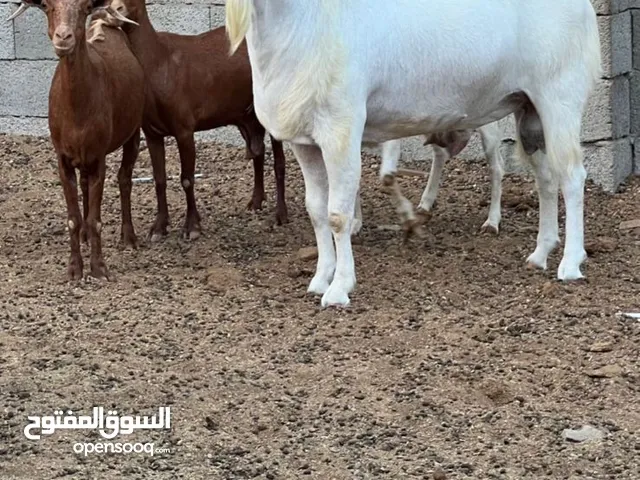فحل بيشي فاخر للبيع