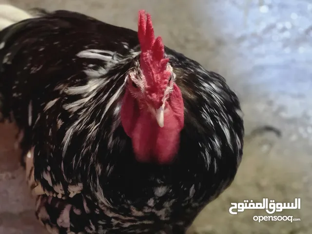دجاج انواع وشغاله