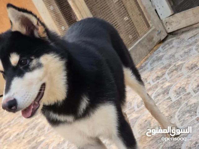 هاسكي جرو 4 اشهر للبيع المستعجل جدة