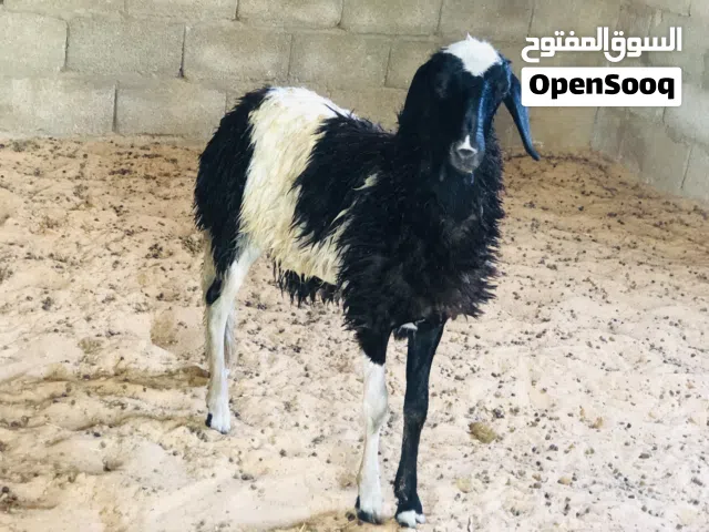 السلام عليكم فطيمه لبيع ربي يبارك