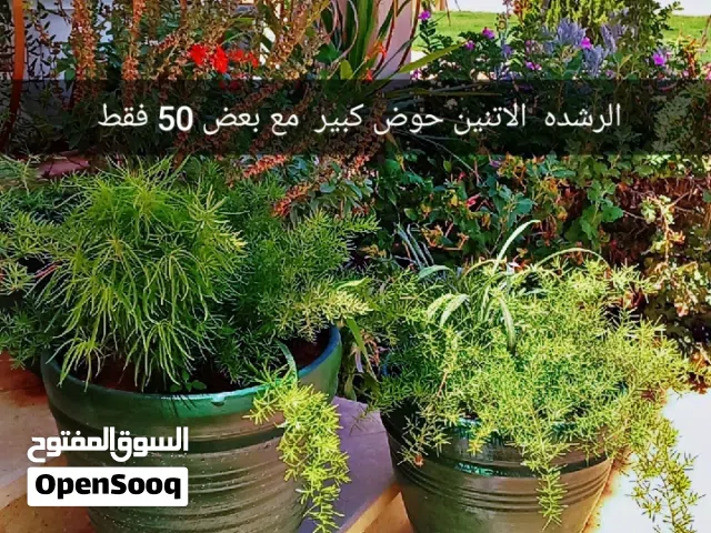 انواع غرس متنوعه  جميله  تتحمل