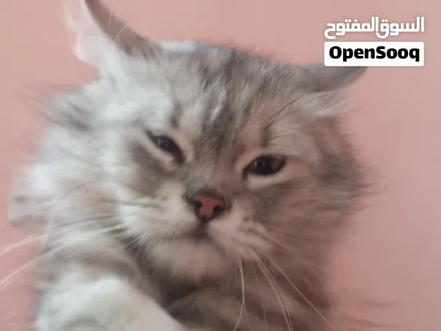 قطه شيرازي انثى