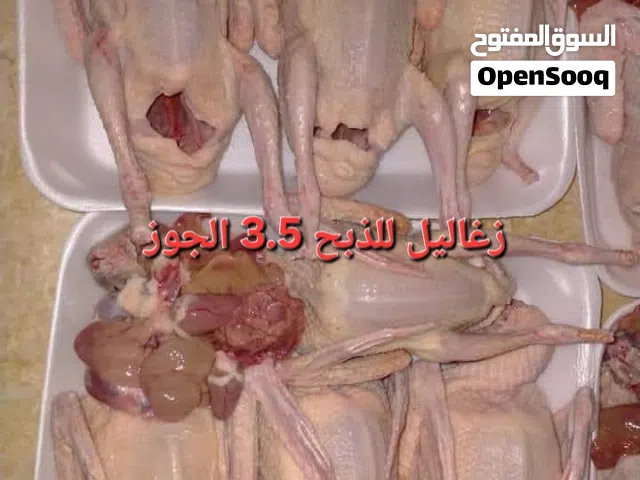 زغاليل للذبح وحمام أجنبي وحبشتين في عمان جاوا
