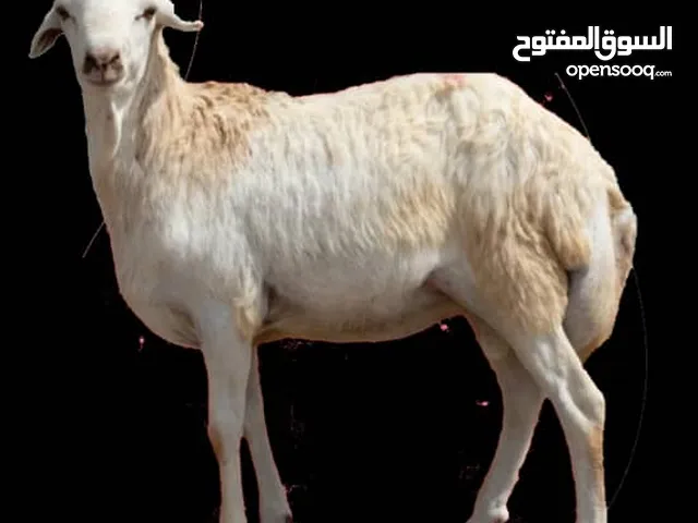 توريد خراف وأغنام حيه ومذبوحة من جيبوتي والصومال