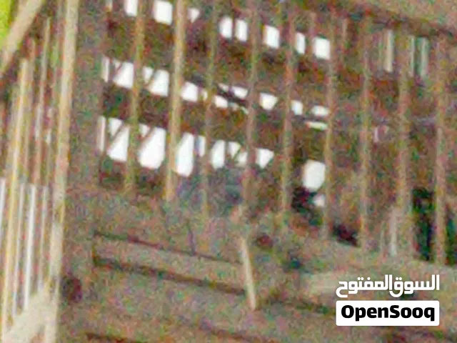 سلام عليكم بلبل وحشي صيد بلفداقيه صاله سنتين بلبل ستوه كاعد يفتح
