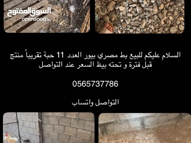بط مصري للبيع  تواصل واتساب