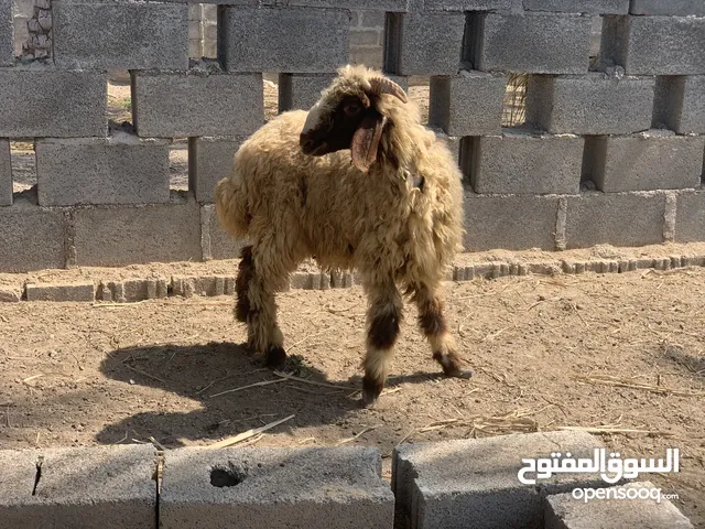 كبش نعيمي بيور