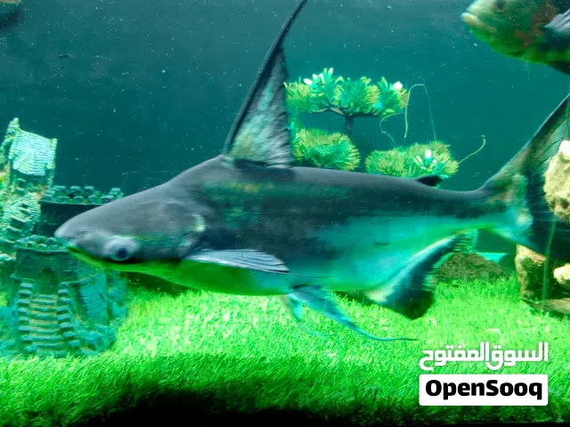 حبات ضخمه مميزه