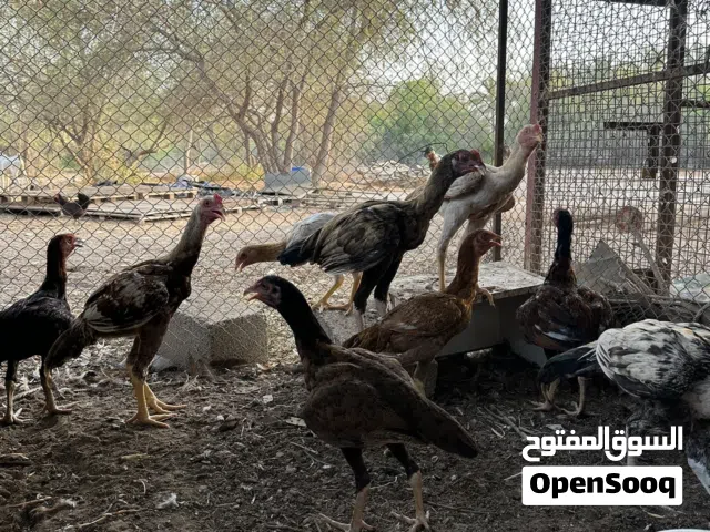 للبيع بتشوات بيلا العدد 9