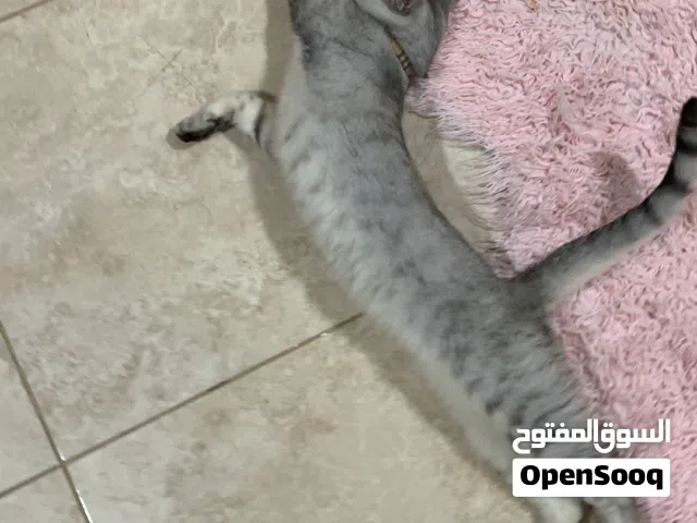 British Shorthair قطط