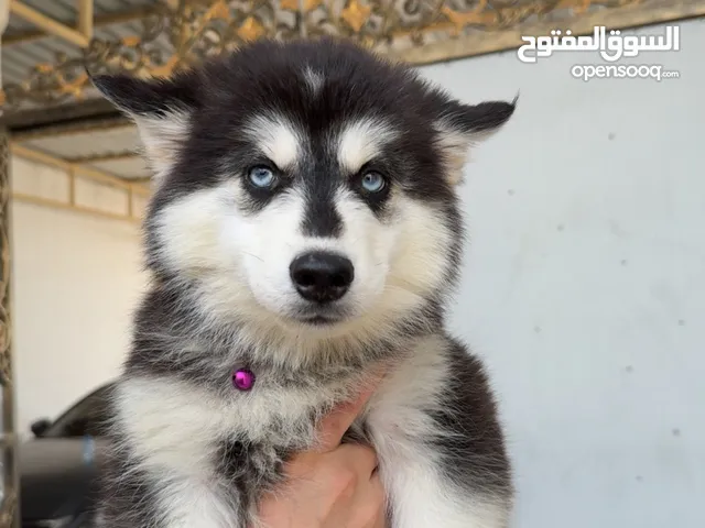 كلبين ذكر وانثى الدكر عمره قريب اربع اشهر والانثى شهرين ونص