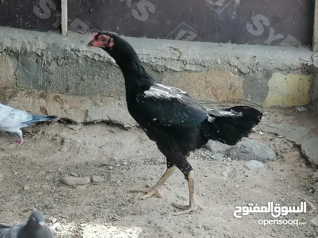 دجاجه باكستانيه