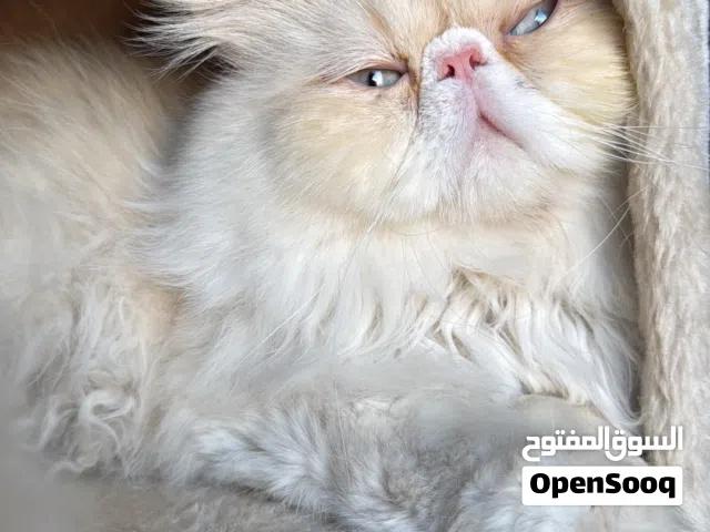 ذكر همالايا اورنج منتج