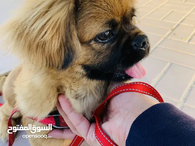 Breed: Pekingese -4y - price negotiable a little