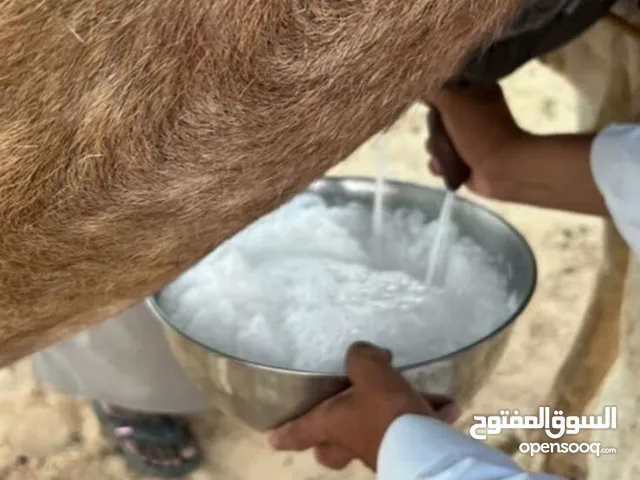 حليب ابل حليب نياق حلب امامك بول جمال بول ابل بول نياق