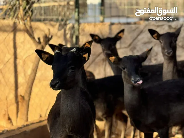 مشاء الله غزال الايل بلاك