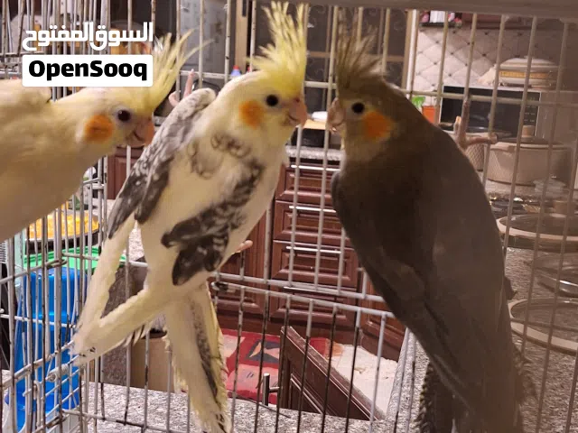 طيور كوكتيل للبيع في عمان منطقه مرج الحمام