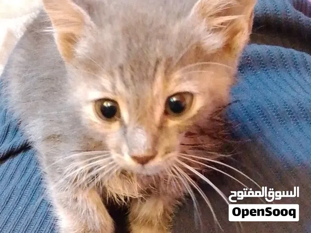 قطة شيرازي للتبني