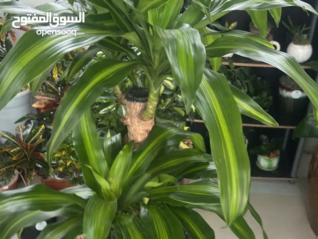 نبته الدراسينا