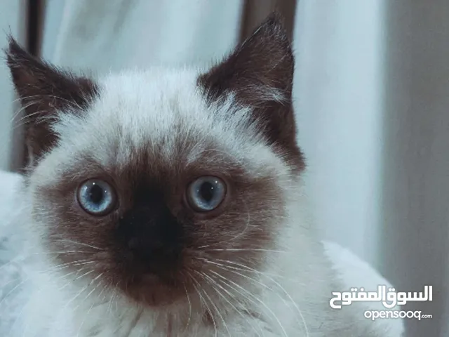 قطه هملايا