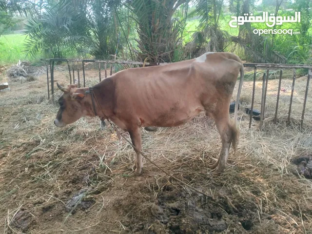 بقرا للبيع