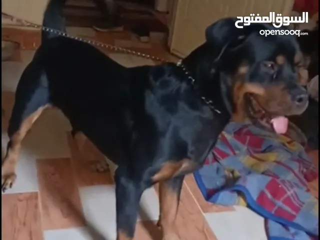 كلب دكر روت وايلر سنه و شهرين تقليب عالي اوي للبيع بسبب السفر