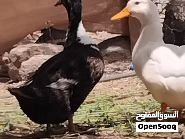 بيع  بطتان (البطه البيضاء بكيني فرنساوي) (وبطه سوداء بطه محليه)