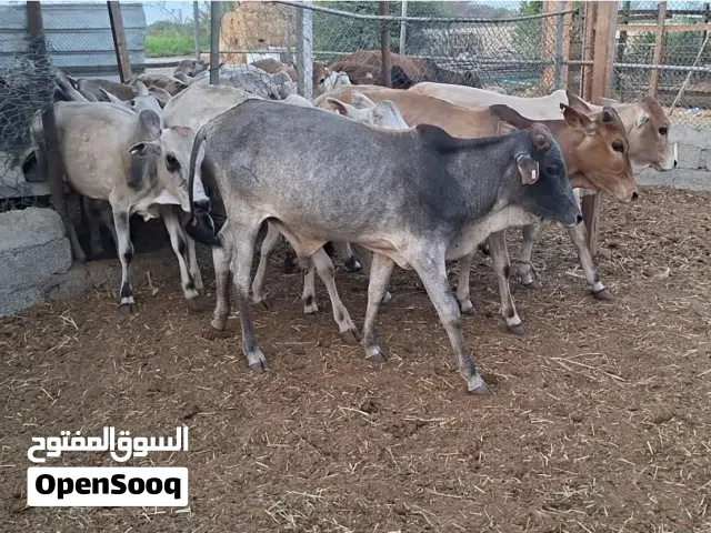 عجاله لاتربيه السعر 190 نهاااايه التواصل واتساب او اتصال