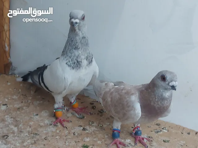 فحلين طيور حمام