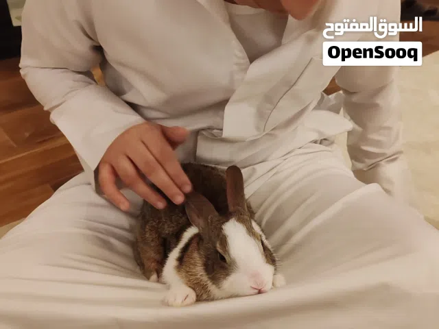 ارنب فرنسي مخطط بشكل جميل (مدرب بجديه تمامه) لطيف يصلح ان يكون صديقا للاطفال ويتعلق بصاحبه بسرعه