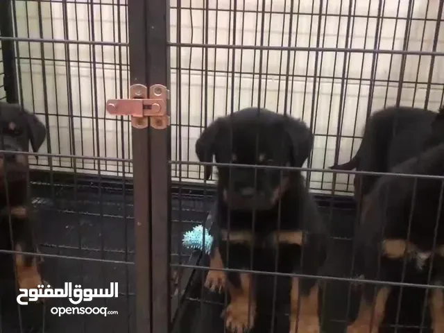 مطلوب بيتبول او ريتويلر او دبل