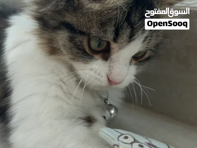 قط لون رمادي