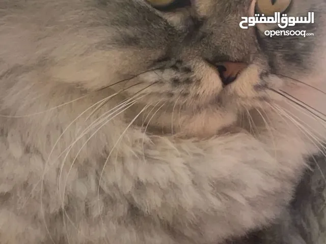 قطط للتبني